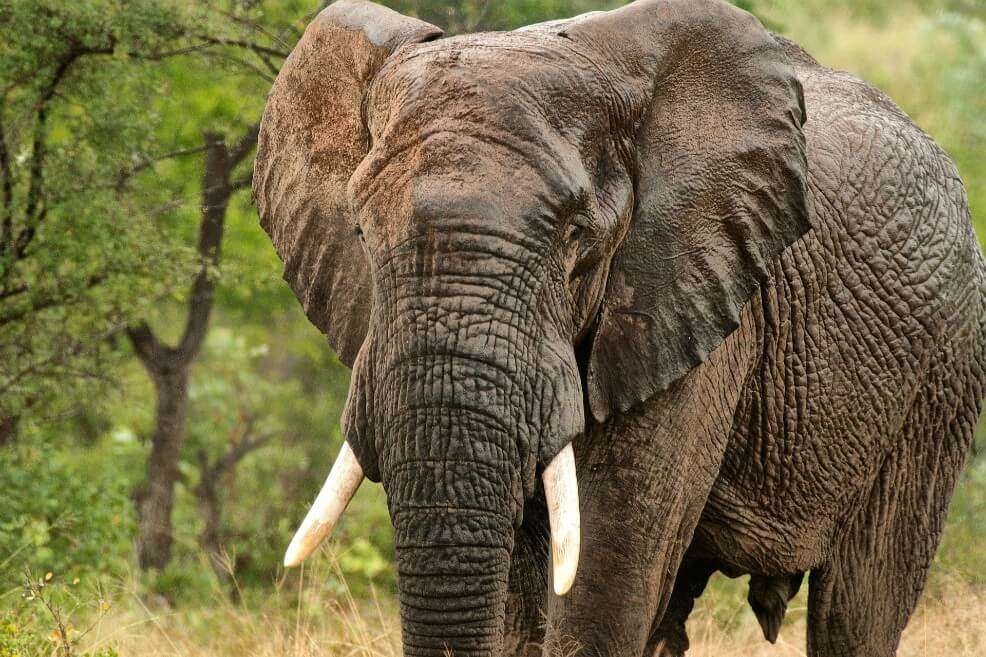 Zimbabue ha acumulado a lo largo de las últimas tres décadas reservas de marfil por un valor estimado de 300 millones de dólares. / Pixabay