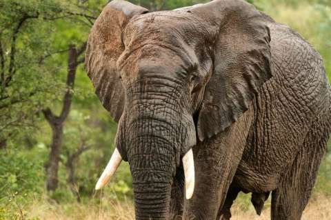 El dilema de Zimbabue: ¿marfil o parques naturales?