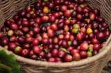La respuesta del gerente de la Federación a los precios de compra del café