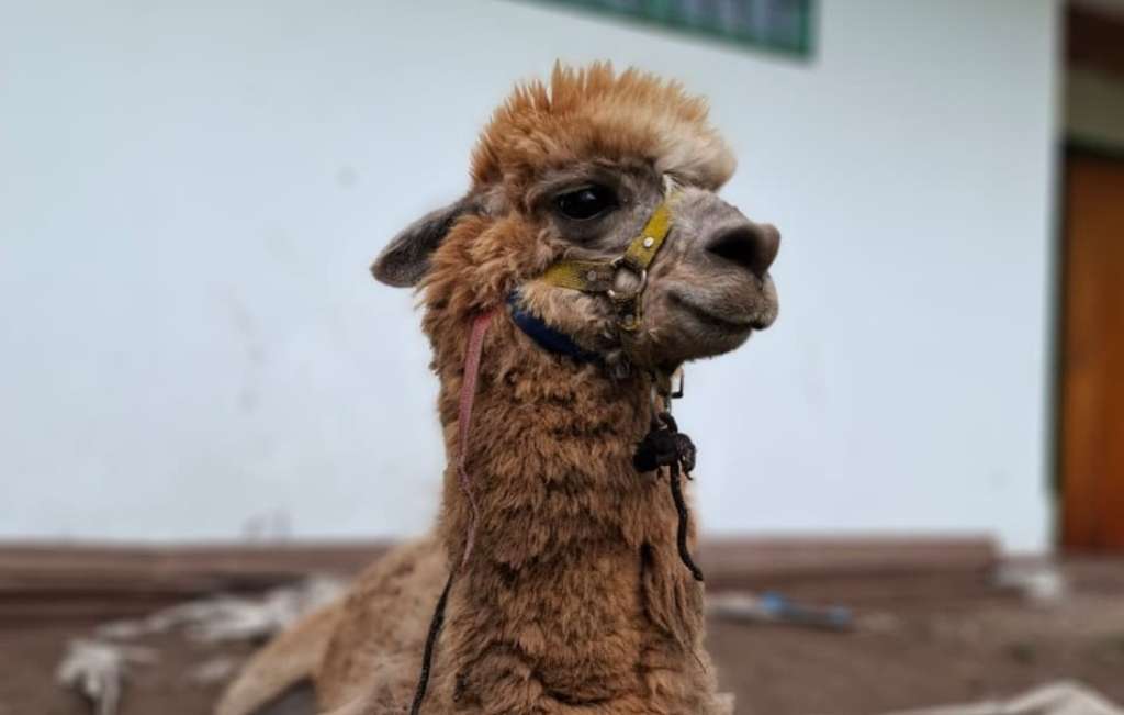 Adoptan a Zeus y Princesa, una llama y una alpaca que eran explotadas en Bogotá