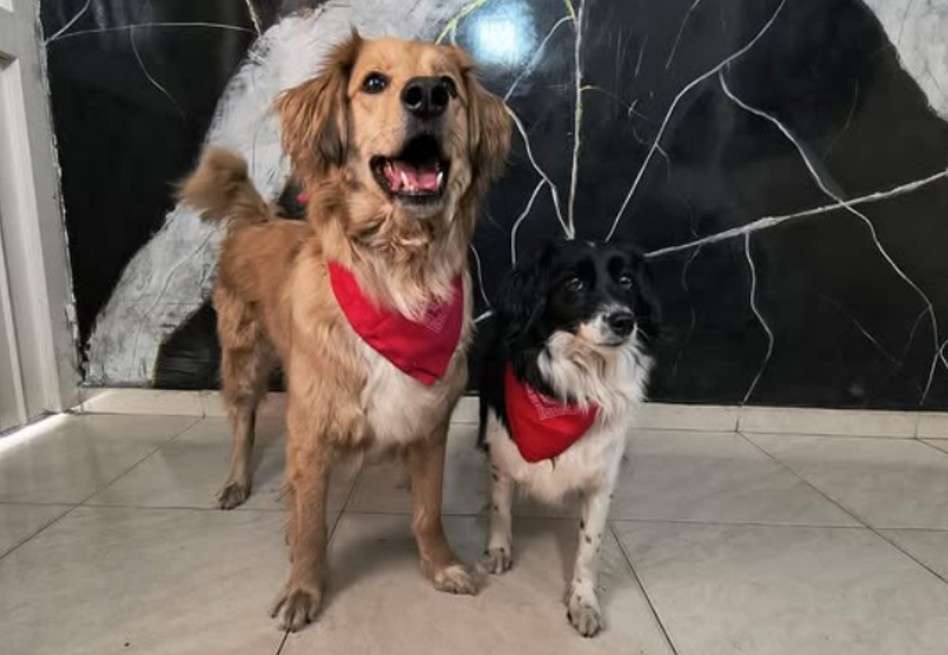 Bogotá tendrá jornada de adopción para perros y gatos rescatados