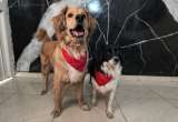 Lanzan concurso para escribir cuentos sobre perros y gatos: hay premios de hasta $1 millón