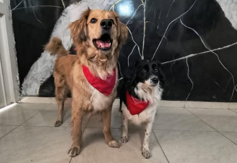 Agéndese para jornada de adopción de perros y gatos abandonados en Bogotá