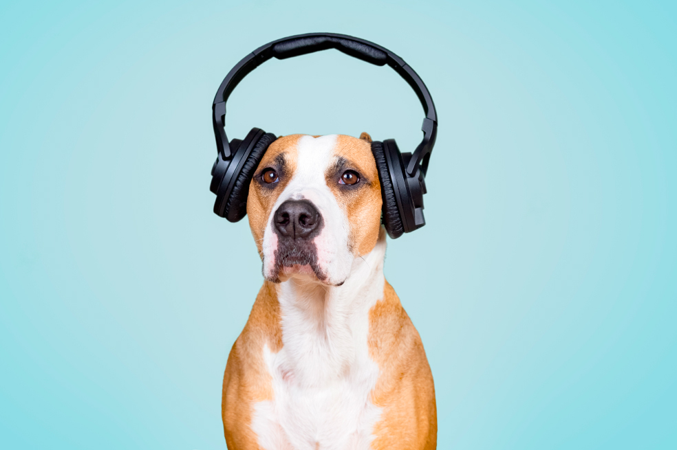 Conoce las estrategias para calamar a tu perro durante diciembre.