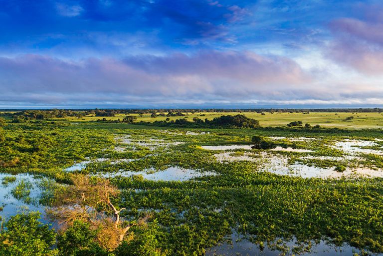 Así quieren rescatar Pantanal, el humedal tropical más grande del mundo