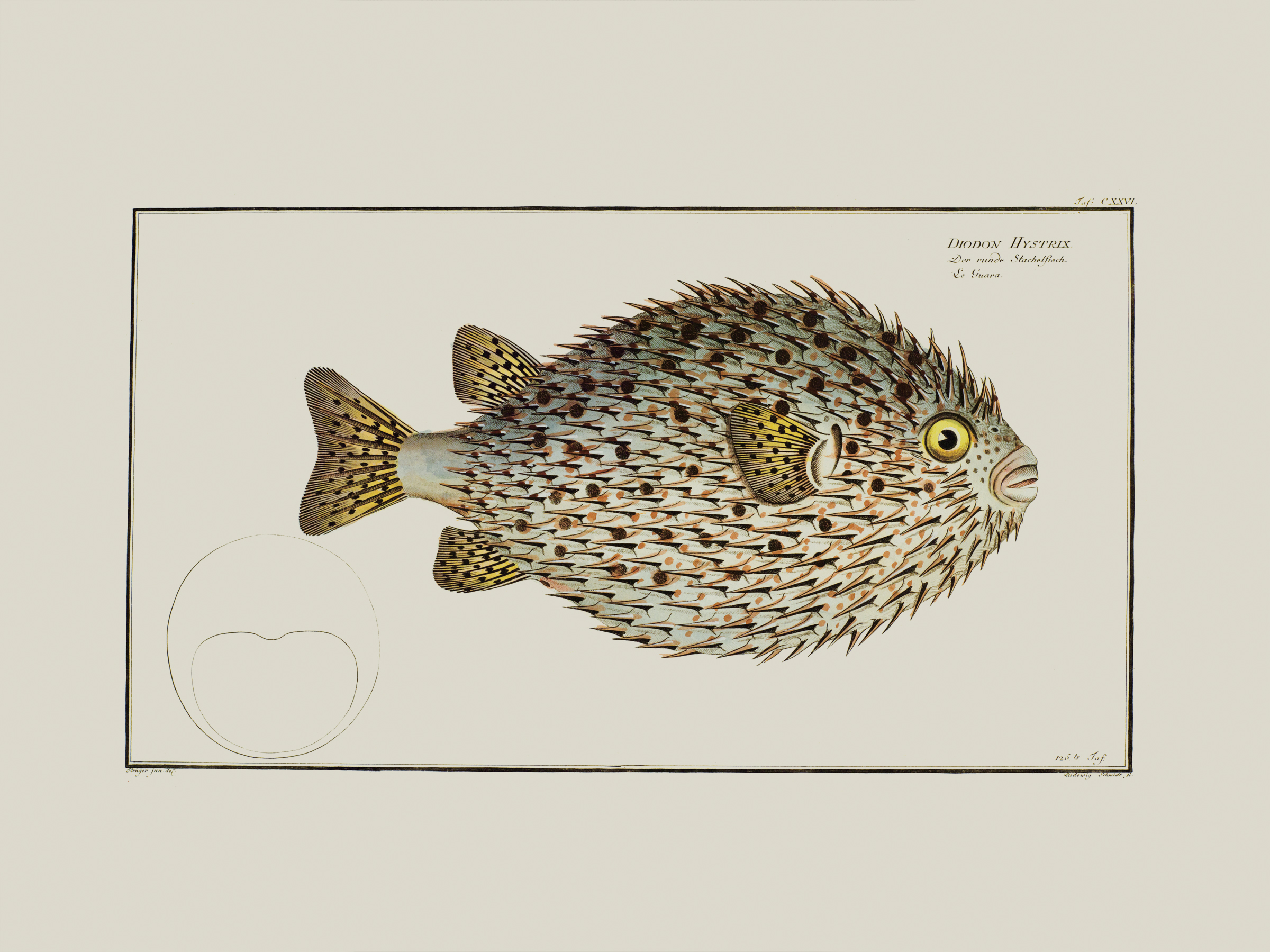 Los peces puercoespín son pequeños y de cuerpo ancho, con ojos grandes, dientes en forma de pico y pieles con espinas, de ahí el nombre.