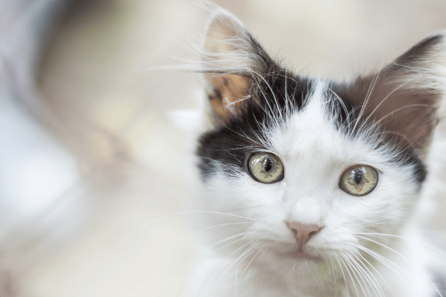 10 nombres para gatos blancos con negro que te encantarán