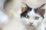 ¿Qué personas atraen a los gatos blancos?