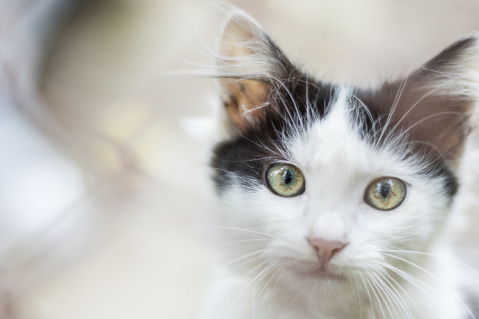 La iniciativa con gatos que cambió la vida de los presos en Chile
