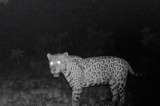 Este jaguar rompió un récord: nadó, al menos, 1,3 kilómetros