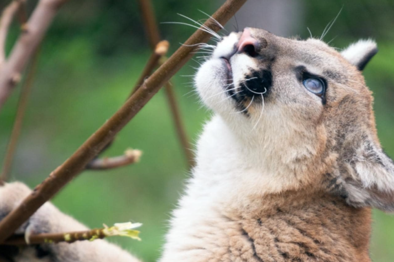 En Estados Unidos: construyen el puente más grande del mundo para fauna silvestre
