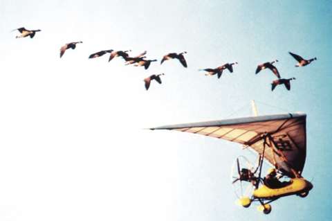 Somos aves migratorias