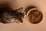 ¿Cuál es el mejor lugar para poner el plato y la comida de los gatos?