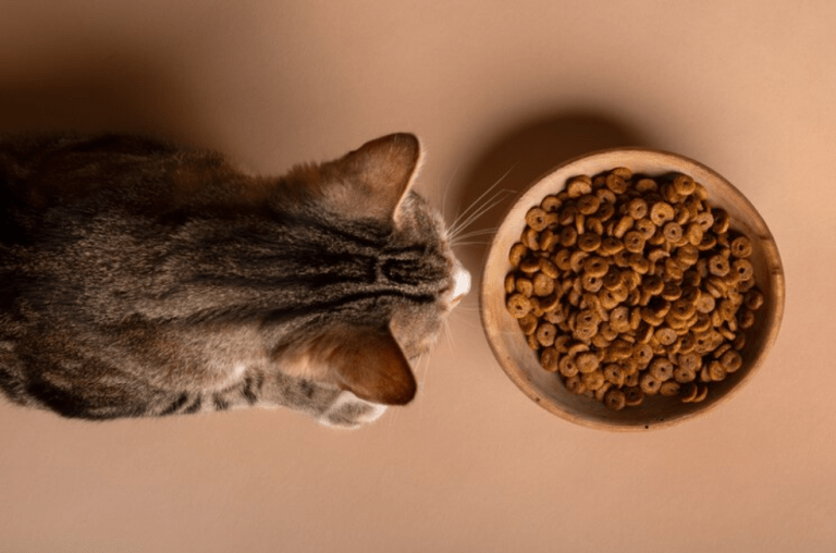 ¿Cuál es el mejor lugar para poner el plato y la comida de los gatos?