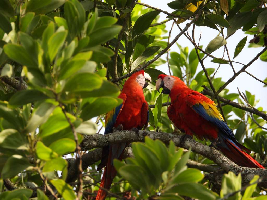 Autoridades del Valle de Aburrá piden no alimentar a las aves silvestres, ¿por qué?