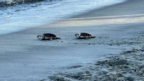 Liberación de tortugas marinas en Santa Marta
