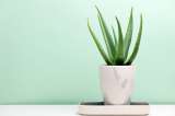 ¿Nuevo en la jardinería? Estas son algunas de las plantas más duraderas