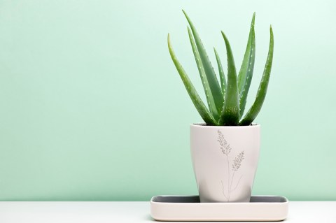 ¿Nuevo en la jardinería? Estas son algunas de las plantas más duraderas