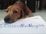 #JusticiaParaNegrita, la protesta contra hombre que asesinó a perrita embarazada en Santa Marta