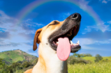 Este 2024, un nuevo nombre se convierte en el más popular para perros: ¿cuál es?