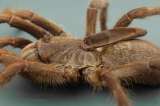 Descubren una excepcional tarántula en África
