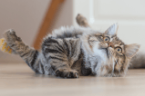 10 verduras que le puedes dar a tu gato de forma segura y aportarán beneficios