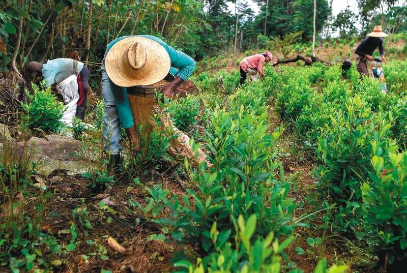 Venezolanos en cultivo de coca. / AFP