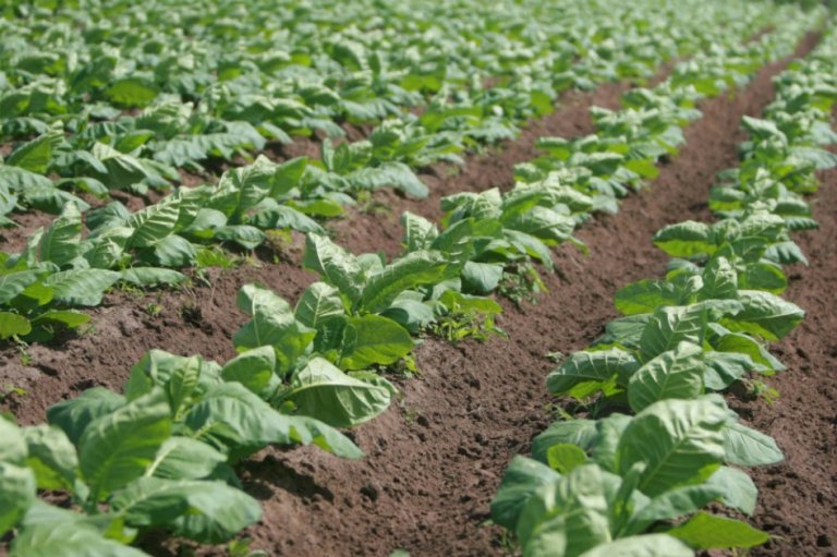 Engañar al tabaco para que dé beneficios
