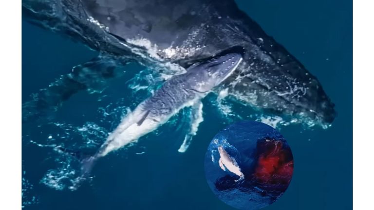 En video: capturan con un dron el momento exacto en que nace una ballena jorobada