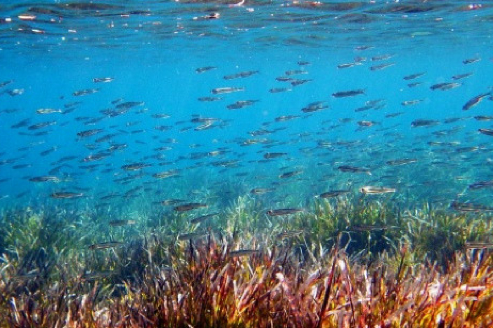 Unas sardinas mientras nadan en el mar Egeo (Grecia). / EFE/Orestis Panagiotou