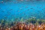 La regulación que existe sobre la minería en el fondo del mar es insuficiente