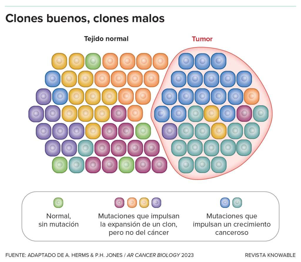 El hecho de que las células que contienen mutaciones se apoderen de un tejido no significa necesariamente que se produzca una enfermedad. Las mutaciones que promueven la expansión de clones pueden ser peligrosas promotoras de cáncer, pero también pueden ser mutaciones neutrales o incluso beneficiosas que mantienen la integridad de un tejido y no promueven el cáncer.