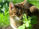 ¿Por qué a los gatos les gusta la hierba gatera?