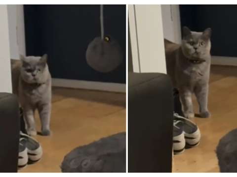 En video: divertida reacción de una gatita al ver a su familia despierta antes del amanecer