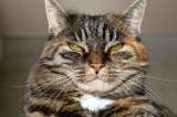 Crean cuestionario para saber si tu gato es un psicópata ¿Ya lo identificaste?