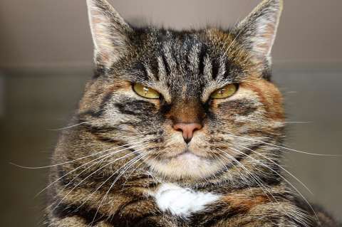 Gatos: 10 cosas que tu mascota odia que hagas