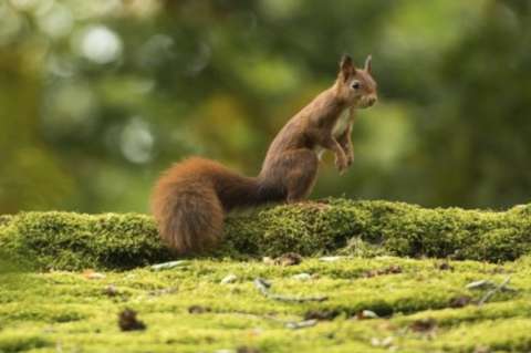 Estudio confirma la existencia de dos nuevas especies de ardillas