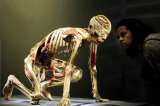 Regresa a Bogotá "Bodies", la exposición con cuerpos humanos reales