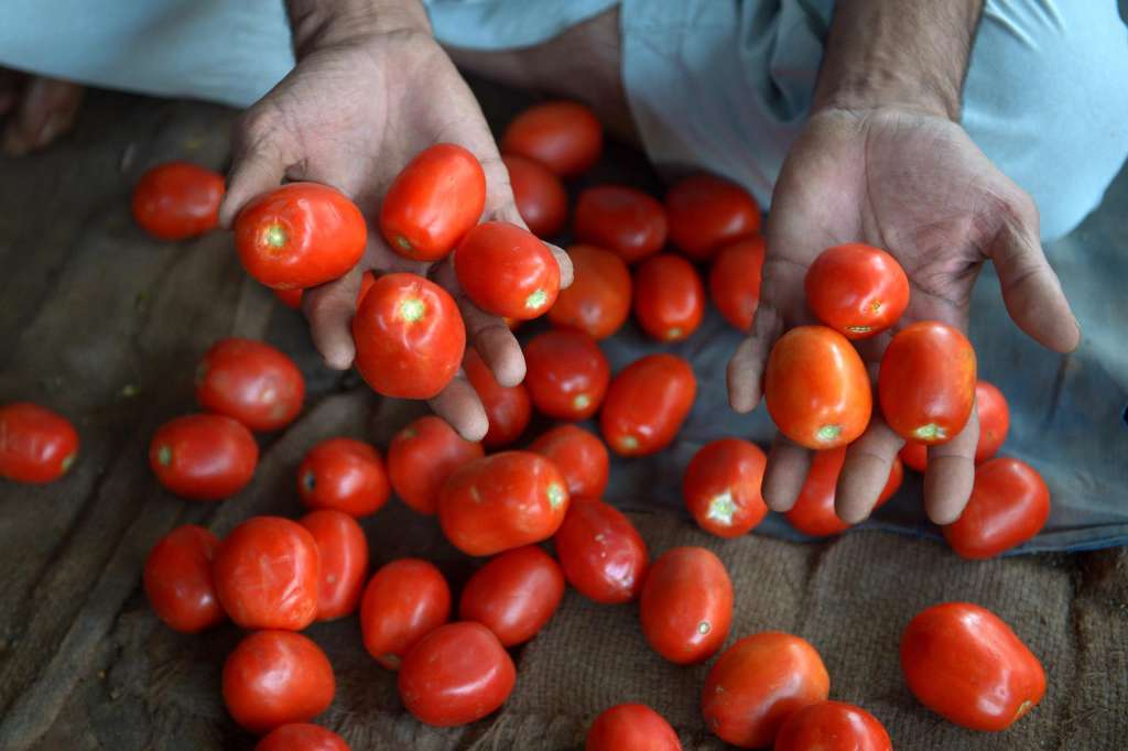PESHAWAR (Pakistan), 21/10/2025.- A Pakistani vendor sells tomatoes at a wholesale vegetable market in Peshawar, Pakistan, 21 October 2025. Tomato prices have soared across Pakistan, being sold in some areas for as high as Rs700 per kg (2euros), almost double the official price, due to supply disruptions caused by recent floods in Peshawar and other regions, which have damaged crops and disrupted trade routes. (Inundaciones) EFE/EPA/ARSHAD ARBAB