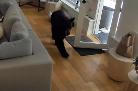 La valiente reacción de un pomerania ante un oso en su hogar (video)