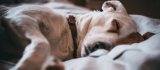 La ansiedad en los perros: cómo detectarla y ayudar a nuestro compañero