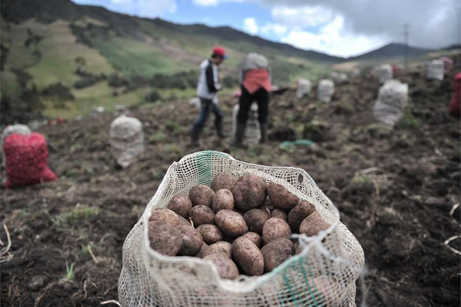 El área sembrada con cultivos en el rural disperso es de 6,3%. / Archivo