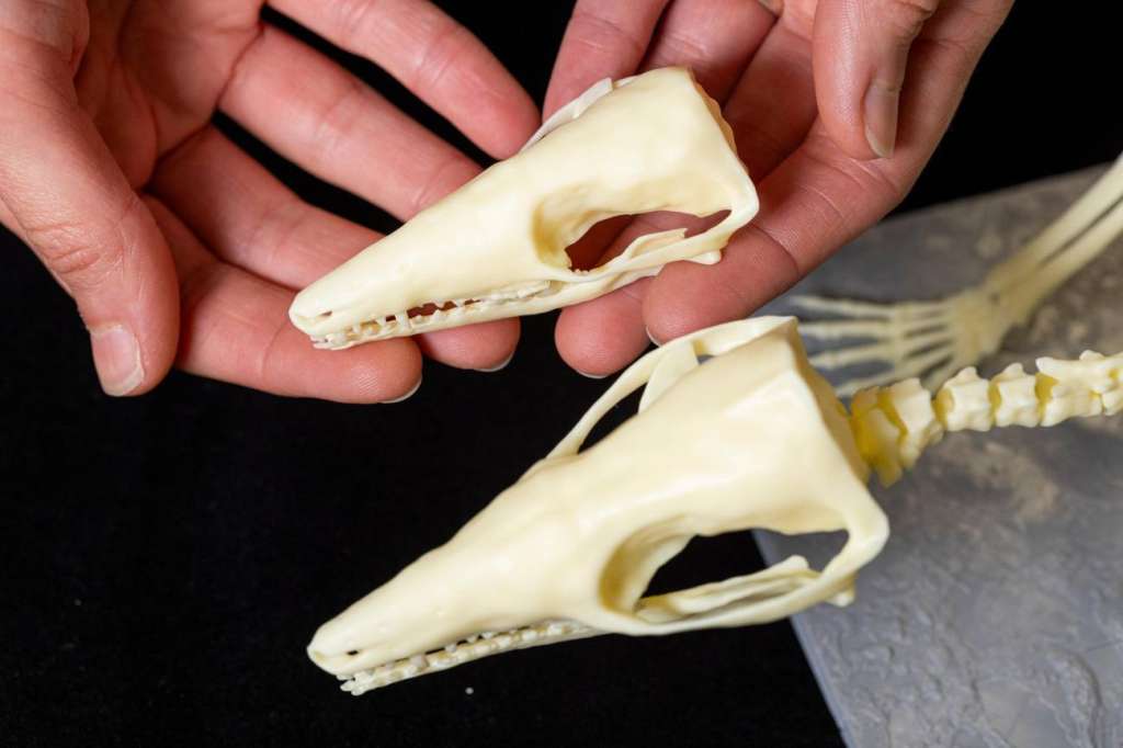Elsa Panciroli, de los Museos Nacionales de Escocia, con modelos ampliados e impresos en 3D de esqueletos de krusatodon kirtlingtonesis.