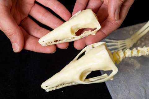 Fósiles de mamífero de hace 166 millones de años resolverían dudas sobre evolución