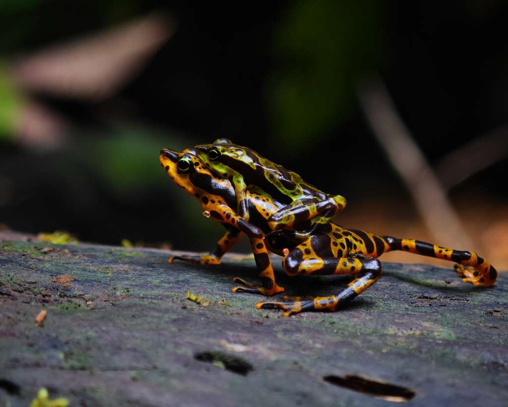 Los safaris nocturnos son recorridos por la selva después del anochecer, en los que se revela la vida silvestre más activa durante la oscuridad, permitiendo observar especies como ranas de cristal, serpientes, lagartos y hasta pequeños mamíferos en su hábitat natural.