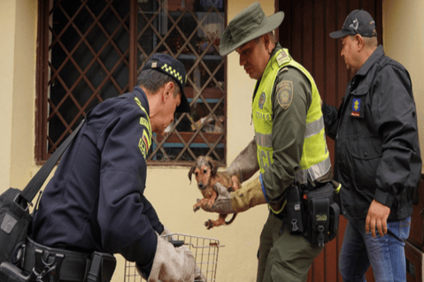 Autoridades allanaron un hogar en el norte de Cali para rescatar animales maltratados