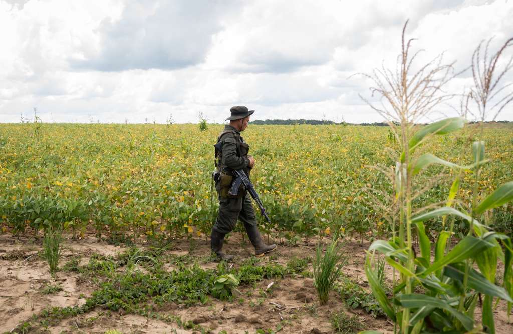 Un combatiente del Bloque Jorge Briceño de la disidencia de las FARC conocida como EMBF camina por las sabanas del Yarí.