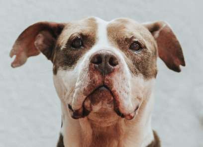 ¿Busca un amigo fiel? Bogotá celebra su primera gran jornada de adopción animal de 2026