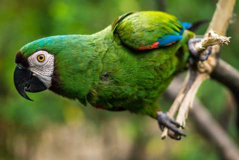 Por qué los loros pueden “hablar” y otros datos curiosos de estas aves