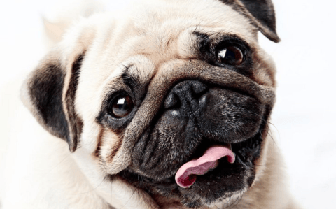 Reino Unido presentó un plan para proteger la salud de los perros braquicéfalos